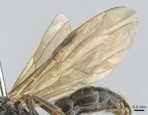 Neoponera aenescens specimen CASENT0317485 image casent0317485_5