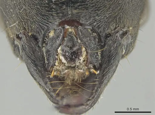 Neoponera aenescens specimen CASENT0648046 image casent0648046_1