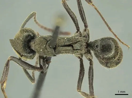 Neoponera aenescens specimen CASENT0915654 image casent0915654_1