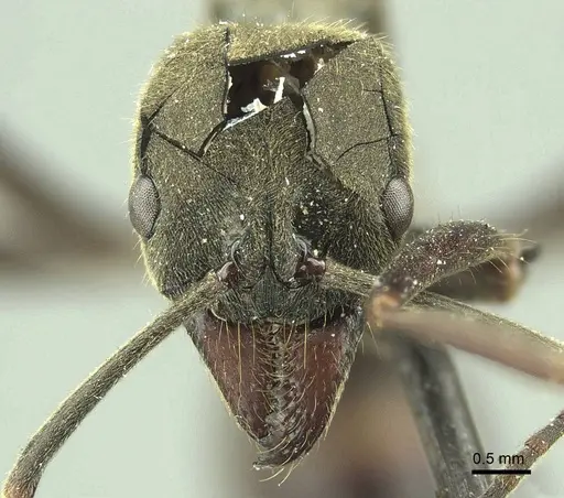 Neoponera aenescens specimen CASENT0915654 image casent0915654_2