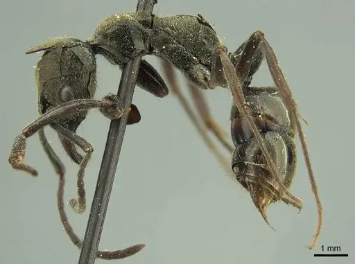 Neoponera aenescens specimen CASENT0915654 image casent0915654_3
