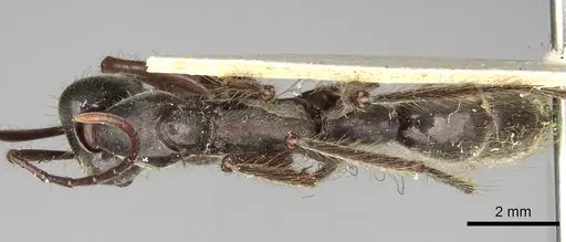 Neoponera agilis specimen CASENT0281904 image casent0281904_1
