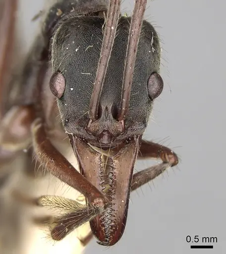 Neoponera agilis specimen CASENT0281904 image casent0281904_2