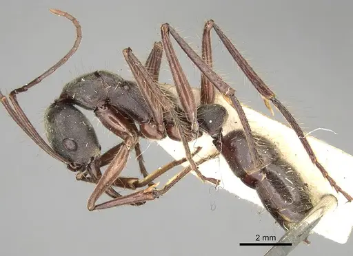 Neoponera agilis specimen CASENT0281904 image casent0281904_3