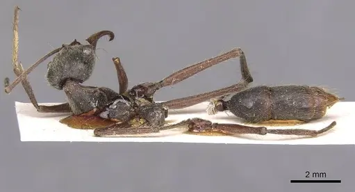 Neoponera agilis specimen CASENT0907235 image casent0907235_1