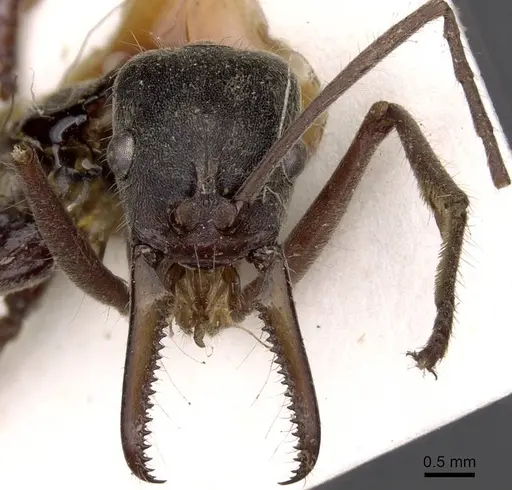 Neoponera agilis specimen CASENT0907235 image casent0907235_2