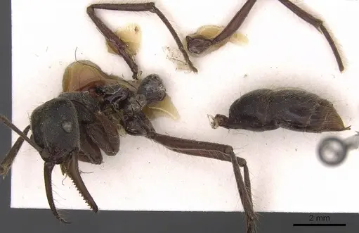 Neoponera agilis specimen CASENT0907235 image casent0907235_4