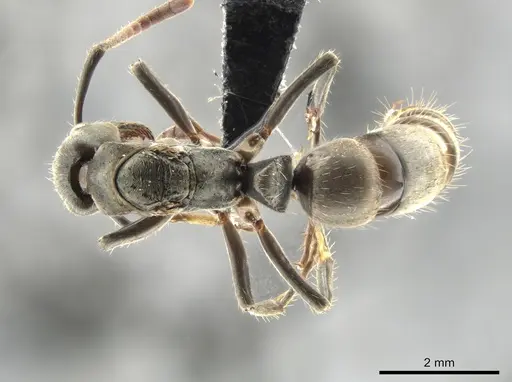 Neoponera antecurvata specimen CASENT0649083 image casent0649083_1