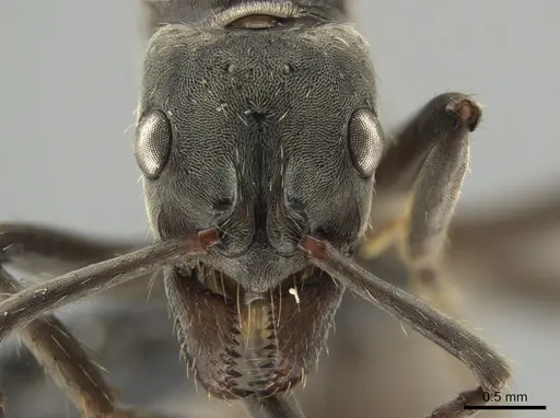 Neoponera antecurvata specimen CASENT0649083 image casent0649083_2