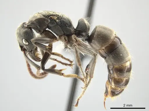 Neoponera antecurvata specimen CASENT0649083 image casent0649083_3