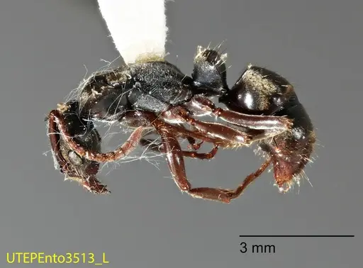 Neoponera antecurvata specimen UTEPENTO3513 image utepento3513_1