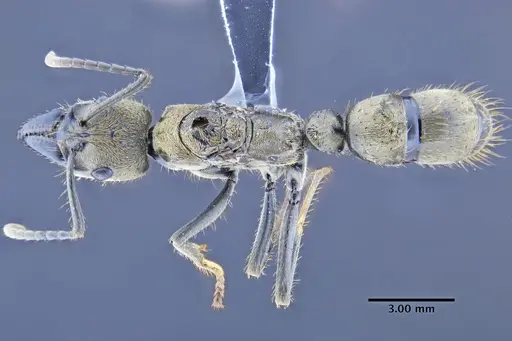Neoponera bactronica specimen DZUP549372 image dzup549372_1