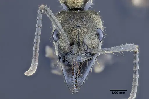 Neoponera bactronica specimen DZUP549372 image dzup549372_2