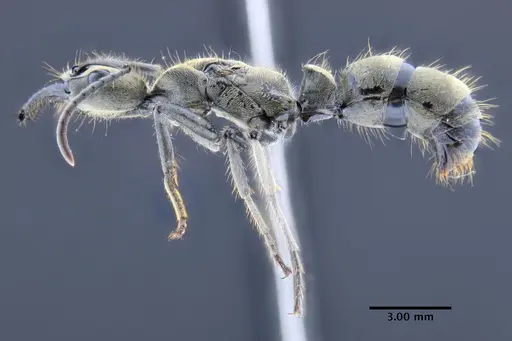 Neoponera bactronica specimen DZUP549372 image dzup549372_3