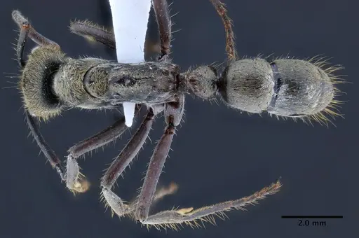 Neoponera bactronica specimen INPAHYM033260 image inpahym033260_1