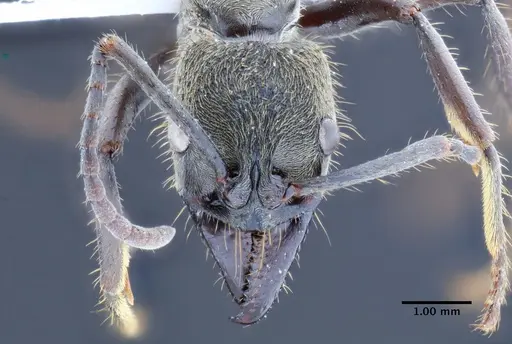 Neoponera bactronica specimen INPAHYM033260 image inpahym033260_2