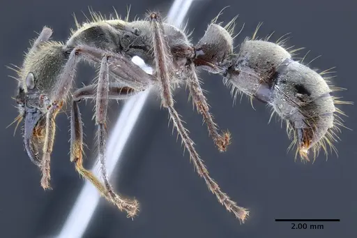 Neoponera bactronica specimen INPAHYM033260 image inpahym033260_3