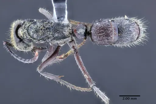 Neoponera bactronica specimen INPAHYM033801-2 image inpahym033801-2_1