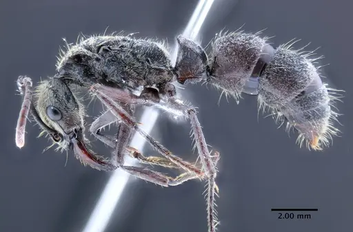 Neoponera bactronica specimen INPAHYM033801-2 image inpahym033801-2_3