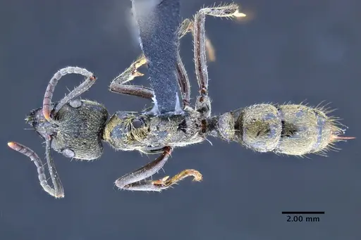 Neoponera billemma specimen INPAHYM033262 image inpahym033262_1