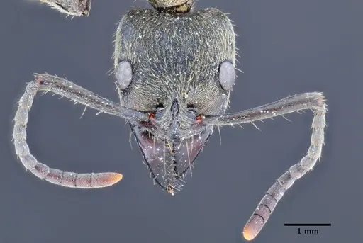 Neoponera billemma specimen INPAHYM033262 image inpahym033262_2