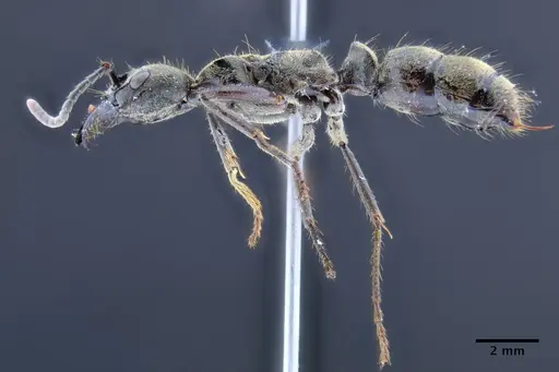 Neoponera billemma specimen INPAHYM033262 image inpahym033262_3