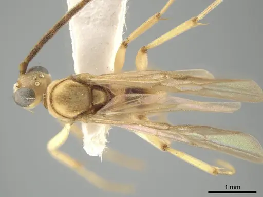 Neoponera bucki specimen CASENT0649902 image casent0649902_1