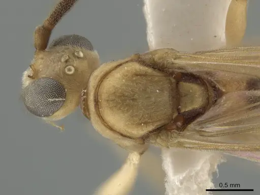 Neoponera bucki specimen CASENT0649902 image casent0649902_2
