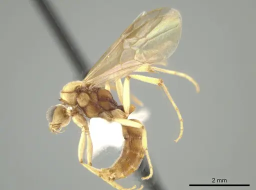 Neoponera bucki specimen CASENT0649902 image casent0649902_4