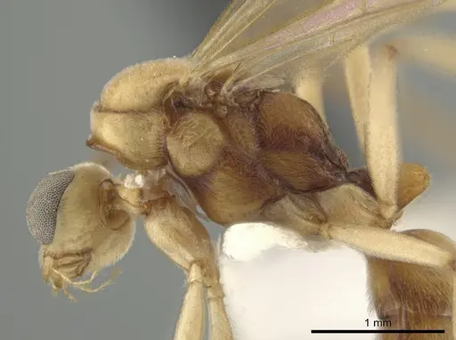 Neoponera bucki specimen CASENT0649902 image casent0649902_5