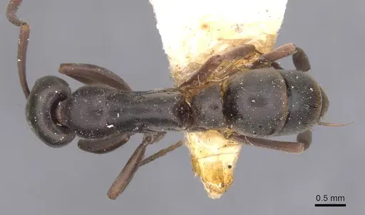 Neoponera bucki specimen CASENT0915250 image casent0915250_1