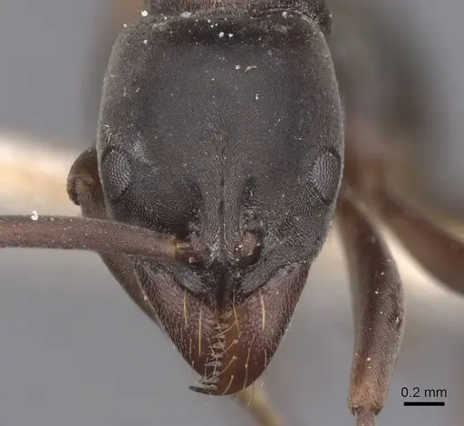 Neoponera bucki specimen CASENT0915250 image casent0915250_2