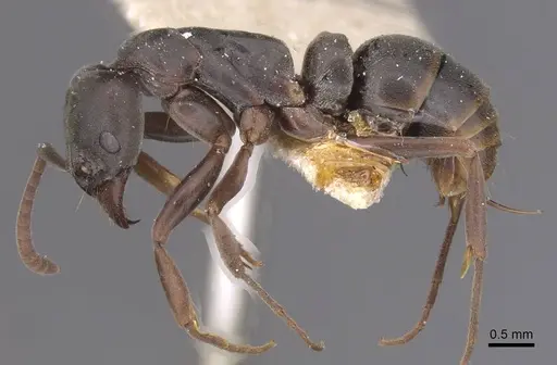 Neoponera bucki specimen CASENT0915250 image casent0915250_3