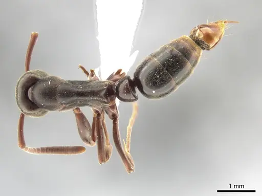 Neoponera bucki specimen DZUP549431 image dzup549431_1