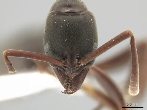 Neoponera bucki specimen DZUP549431 image dzup549431_2