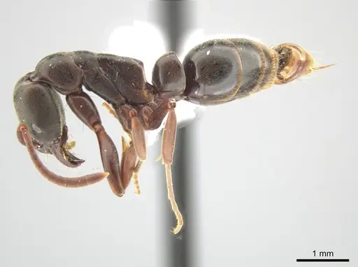 Neoponera bucki specimen DZUP549431 image dzup549431_3
