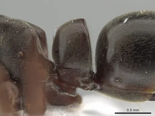 Neoponera bucki specimen DZUP549431 image dzup549431_4