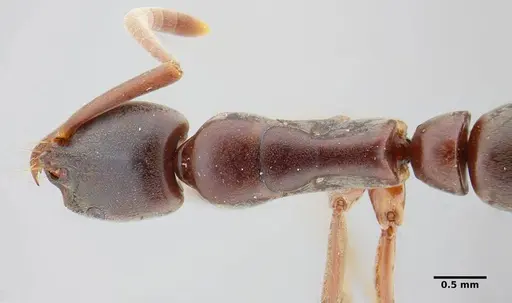 Neoponera bucki specimen UFV-LABECOL-007493 image ufv-labecol-007493_1