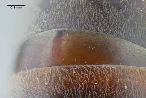 Neoponera bucki specimen UFV-LABECOL-007493 image ufv-labecol-007493_2