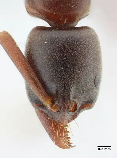 Neoponera bucki specimen UFV-LABECOL-007493 image ufv-labecol-007493_3