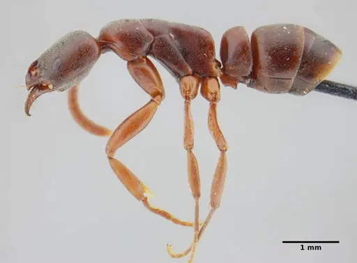 Neoponera bucki specimen UFV-LABECOL-007493 image ufv-labecol-007493_4