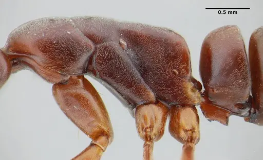 Neoponera bucki specimen UFV-LABECOL-007493 image ufv-labecol-007493_5