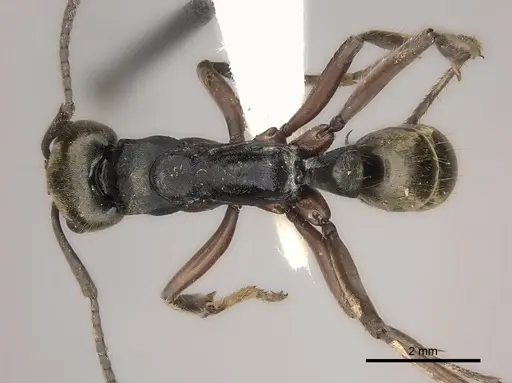 Neoponera bugabensis specimen CASENT0217570 image casent0217570_1