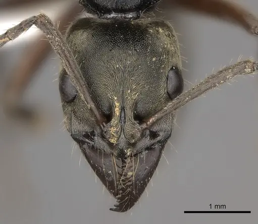 Neoponera bugabensis specimen CASENT0217570 image casent0217570_2