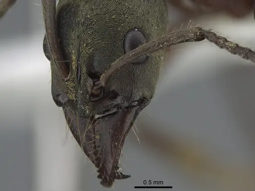 Neoponera bugabensis specimen CASENT0217570 image casent0217570_3