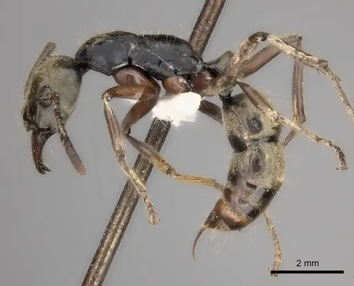 Neoponera bugabensis specimen CASENT0217570 image casent0217570_4