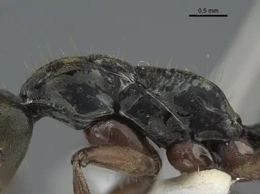 Neoponera bugabensis specimen CASENT0217570 image casent0217570_5