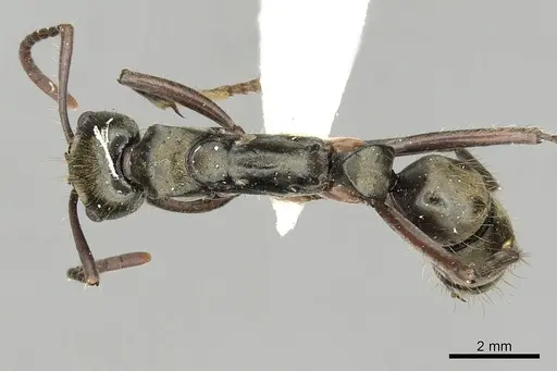 Neoponera bugabensis specimen CASENT0249131 image casent0249131_1