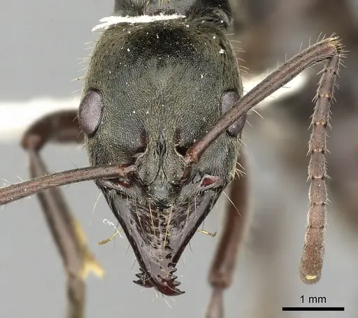 Neoponera bugabensis specimen CASENT0249131 image casent0249131_2
