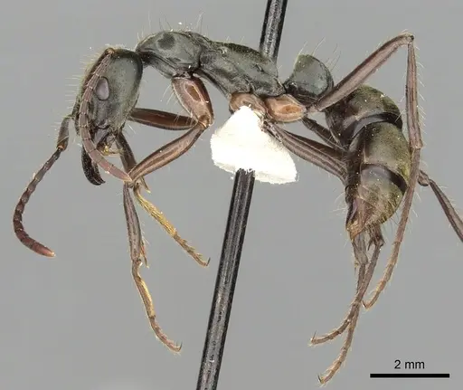 Neoponera bugabensis specimen CASENT0249131 image casent0249131_3